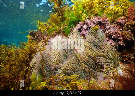 Schlangenschnecke Seeanemonen im Ozean, Anemonia viridis, mit verschiedenen Algen unter Wasser, Ostatlantik, Spanien, Galizien Stockfoto