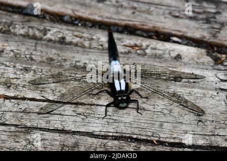 Libellula vibrans, eine große blaue Skimmer-Libelle, ruht auf einem alten hölzernen Dock auf einem Teich in den Adirondack Mountains, NY USA Stockfoto