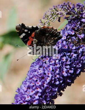 Roter Admiral auf Buddleia (Buddleja davidii) Stockfoto