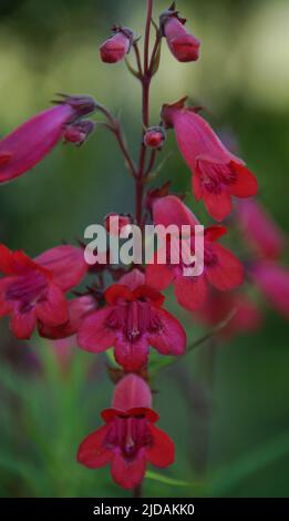 Penstemon 'Garnet', eine vollwinterliche Staude, hat große Haufen kleiner glockenförmiger Blüten, die auf dunklen drahtigen Stielen oberhalb von semi-immergrünen fol gehalten werden Stockfoto