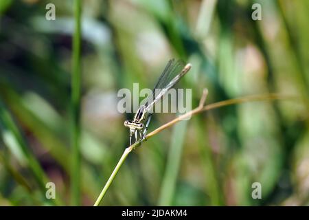 Weißbeiner-Damselfliege, Blaue Federlibelle, Pennipatte bleuâtre, Platycnemis pennipes, széleslábú szitakötő, Budapest, Ungarn, Magyarország, Europa Stockfoto