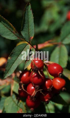 Rosa rubinfolia Stockfoto