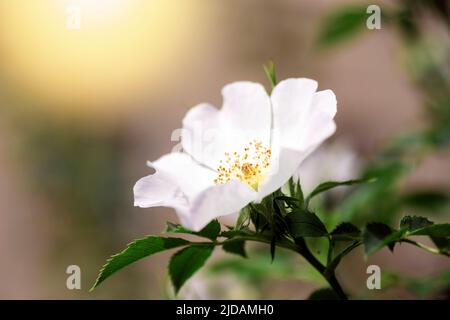 Weiße Blume stieg Hüften im Sonnenlicht, Nahaufnahme. Stockfoto