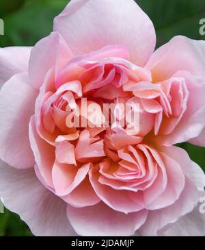 Der neue David Austin Rosa 'Elizabeth' Stockfoto