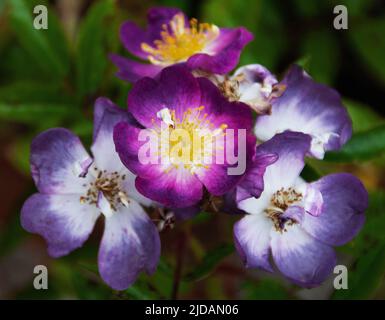 Rosa Veilchenblau Stockfoto