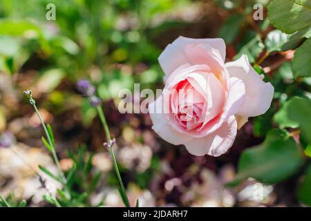 Rosa Rose Abraham Darby blüht im Sommergarten von Lavendel. Englisch Austin Selection Rosen Blumen. Landschaftsgestaltung Stockfoto