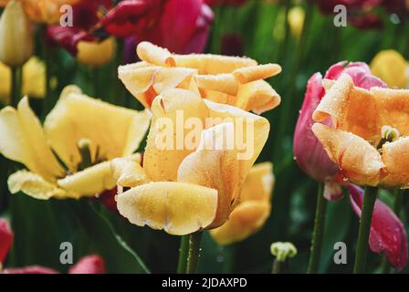 Tulpen nass nach Regen, April-Duschen bringen Mai-Blumen Stockfoto