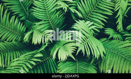 Grüne Farnpflanzen, Ansicht von oben für botanischen Hintergrund, Straußenfarn wächst im Wald Stockfoto