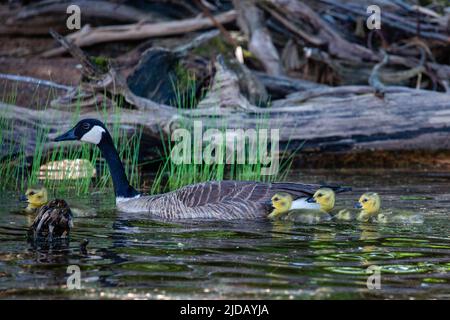 Kanadagans (branta canadensis) schwimmend und waagerecht über die Gänse Stockfoto