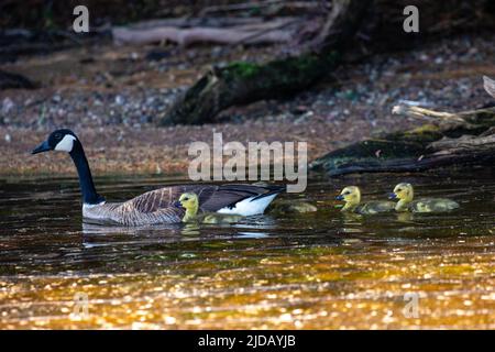 Kanadagans (branta canadensis) schwimmend und waagerecht über die Gänse Stockfoto