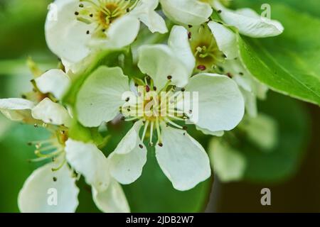 Nahaufnahme zarter, weißer Blütenblüten auf einer europäischen Birne oder gewöhnlichen Birne (Pyrus communis) in voller Blüte im Frühjahr; Bayern, Deutschland Stockfoto