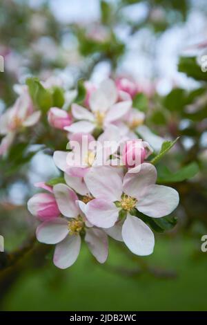 Nahaufnahme zarter Blütenblüten auf einem heimischen Apfelbaum (Malus domestica) im Frühjahr; Bayerischer Wald, Bayern, Deutschland Stockfoto