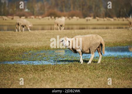 Schafe (Ovis aries), die neben einer Pfütze stehen und in die Kamera schauen, wobei eine Herde im Hintergrund grast; Oberpfalz, Bayern, Deutschland Stockfoto