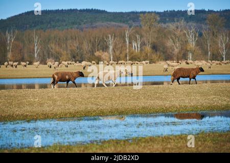 Drei Schafe (Ovis aries), die auf einer Wiese spazieren gehen und eine Herde im Hintergrund grasen; Oberpfalz, Bayern, Deutschland Stockfoto