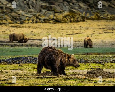 Coastal Brown Bears (Ursus arctos horribilis) graben bei Ebbe im Geographic Harbor nach Muscheln Stockfoto