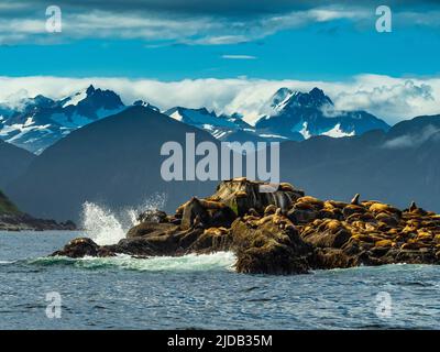 Stellers Sea Lions (Eumetopias jubatus) wurden auf einer felsigen Insel, dem Katmai-Nationalpark, Alaska, USA, gezogen Stockfoto