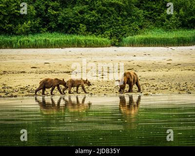 Mutterbär und zwei Jungtiere, Küstenbraunbären (Ursus arctos horribilis), die Muscheln bei Ebbe am Ufer im Geographic Harbor graben Stockfoto