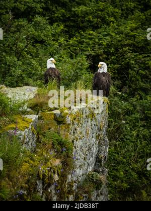 Porträt zweier Weißkopfseeadler (Haliaeetus leucocephalus), die auf einem Felsbrocken in der Kinak Bay thronten Stockfoto