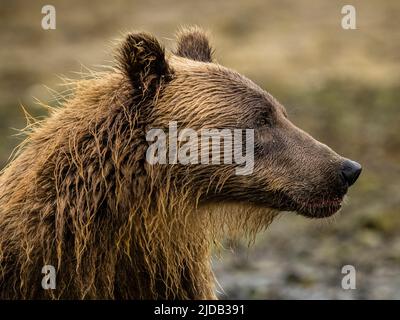 Nahaufnahme eines Braunbären an der Küste (Ursus arctos horribilis) in Kinak Bay; Katmai National Park and Preserve, Alaska, USA Stockfoto