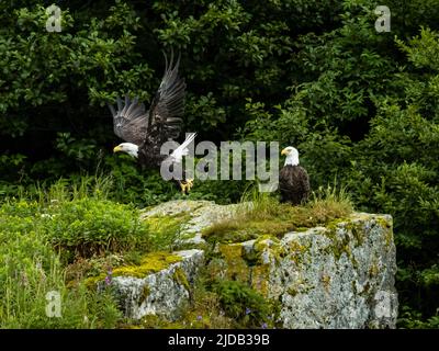 Zwei Weißkopfseeadler (Haliaeetus leucocephalus), der eine fliegt und der andere auf einem Felsbrocken in der Kinak Bay thront Stockfoto