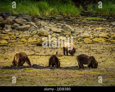 Küstenbraunbären (Ursus arctos horribilis), die bei Ebbe im Geographic Harbor nach Muscheln grasen und graben Stockfoto