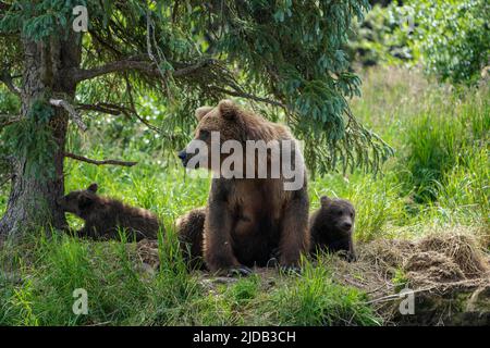 Braunbär mit zwei Jungen (Ursus arctos horribilis), die im Gras unter einem Baum bei den Brooks Falls sitzen Stockfoto