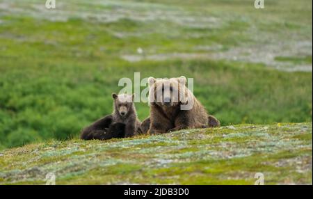 Porträt eines Braunbären (Ursus arctos horribilis), der mit ihren Jungen auf dem Hügel sitzt Stockfoto