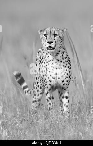 Porträt eines Gepardes (Acinonyx jubatus), der mit offenem Mund auf der grasbewachsenen Savanne im Kicheche Bush Camp steht; Narok, Masai Mara, Kenia Stockfoto