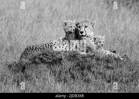 Geparden (Acinonyx jubatus), Muttertier mit jungen Jungen, die auf einem Hügel in der grasbewachsenen Savanne im Grumeti Game Reserve, Tansania, ruhen Stockfoto