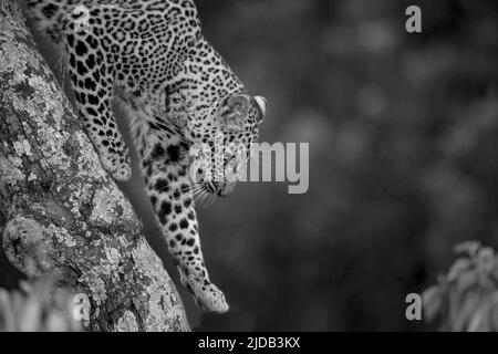 Nahaufnahme eines Leoparden (Panthera pardus), der seine Pfote hebt, der einen Ast im Kicheche Bush Camp hinuntergeht; Masai Mara, Kenia Stockfoto