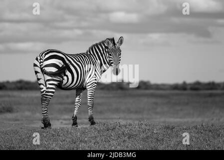 Porträt eines Burchell-Zebras (Equus quagga burchellii), der auf einem grasbewachsenen Ufer in der Savanne im Grumeti Serengeti Tented Camp steht, sich dreht und... Stockfoto
