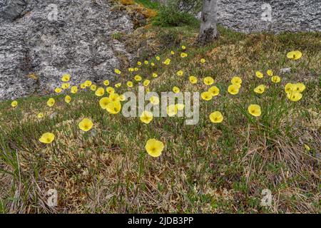 Nahaufnahme gelber Wildblumen auf dem Sapper Hill, entlang des Dempster Highway; Yukon Canada Stockfoto