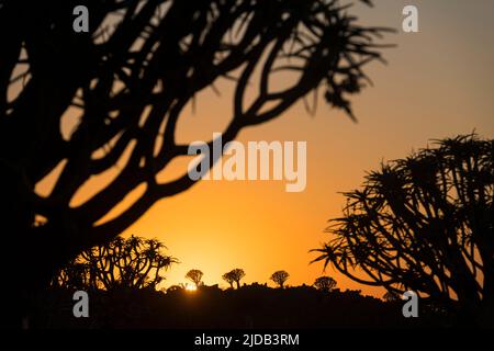 Sonnenaufgang im Quiver-Wald mit Silhouette aus Quiver-Bäumen (Aloidendron Dichotomum) und goldenem Sonnenaufgang, nahe Keetmanshoop; Region ǁKaras, Namibia Stockfoto