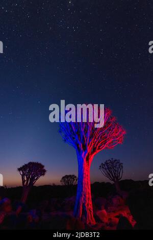 Im Quiver Tree Forest in der Nähe von Keetmanshoop, Gariganus, Karas Region, Namibia, gibt es unter Sternenhimmel Bäume (Aloidendron dichotomum) Stockfoto