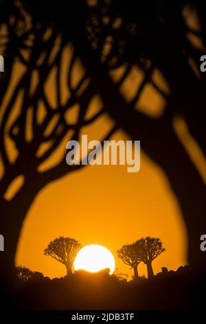 Blick durch Silhouetten Quiver Bäume (Aloidendron Dichotomum) bis zur goldenen Sonne bei Sonnenaufgang im Quiver Tree Forest, nahe Keetmanshoop Stockfoto