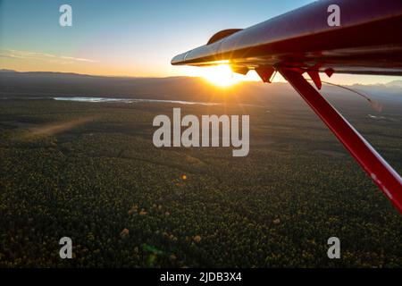 Nahaufnahme des Flügels eines De Havilland Otter-Flugzeugs, das bei Sonnenuntergang über dem Busch fliegt; Alaska, Vereinigte Staaten von Amerika Stockfoto