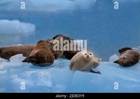 Porträt von Seehunden (Phoca vitulina) auf einem Eisberg in Tracy Arm in Tracy Arm-Fords Terror Wilderness im Tongass National Forest Stockfoto