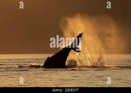 Die Silhouette eines Buckelwals (Megaptera novaeangliae), der seine Flossen im Lynn Canal wirft und seinen Schwanz wirft Stockfoto