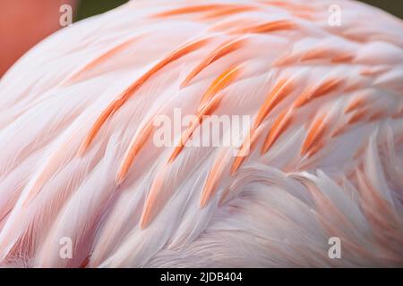 Nahaufnahme des Gefiebers eines chilenischen Flamingos (Phoenicopterus chilensis), gefangen; Bayern, Deutschland Stockfoto