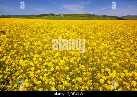 Senffeld blüht im Frühjahr mit leuchtend gelben Blüten, Willamette Valley; Oregon, Vereinigte Staaten von Amerika Stockfoto