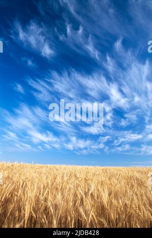 Goldenes Weizenfeld, das bis zum Horizont unter Wolken in einem blauen Himmel wächst; Washington State, Vereinigte Staaten von Amerika Stockfoto