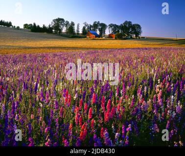 Farbenfrohe rosa und violette Wildblumen wachsen in einem Feld in der Dämmerung mit Bauernhäusern im Hintergrund im Willamette Valley Stockfoto