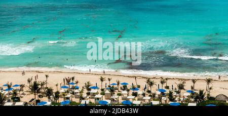 Sargassum am Meer und am Strand in Cancun, Mexiko Stockfoto