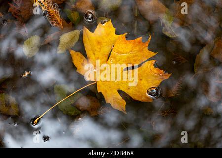 Das Goldene Blatt schwimmt im Wasser; Langley, British Columbia, Kanada Stockfoto