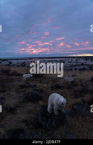 Mutter und Junges Eisbär (Ursus maritimus) mit einem wunderschönen Sonnenaufgang hinter ihnen über der Hudson Bay in Nordkanada; Churchill, Manitoba, Kanada Stockfoto