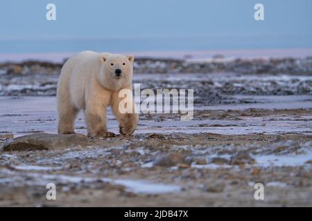 Eisbär (Ursus maritimus) bei Sonnenaufgang über der Hudson Bay in Nordkanada; Churchill, Manitoba, Kanada Stockfoto