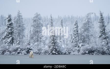 Eisbär (Ursus maritimus) über einen gefrorenen See; Churchill, Manitoba, Kanada Stockfoto