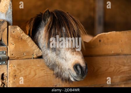 Der Kopf eines Esels blickt über den Holzzaun in einem Stall in einer Scheune in einem Pferdezentrum; Westlock, Alberta, Kanada Stockfoto