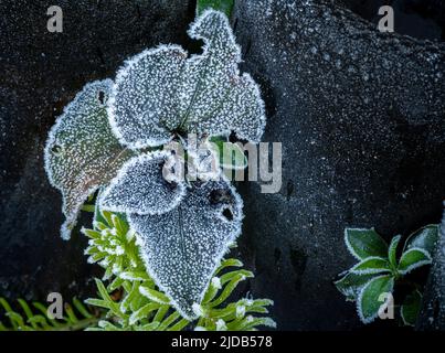 Frost an einem kalten Wintermorgen auf den Blättern einer Labrador Violet (Viola labradorica) Pflanze in West-Washington Stockfoto