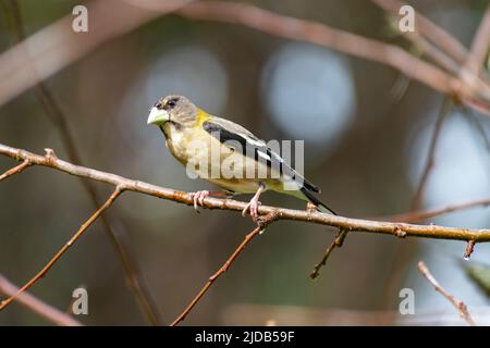 Weiblicher Abendschnabel (Hesperiphona vespertina) auf einem Zweig in West-Washington; Olympia, Washington, Vereinigte Staaten von Amerika Stockfoto